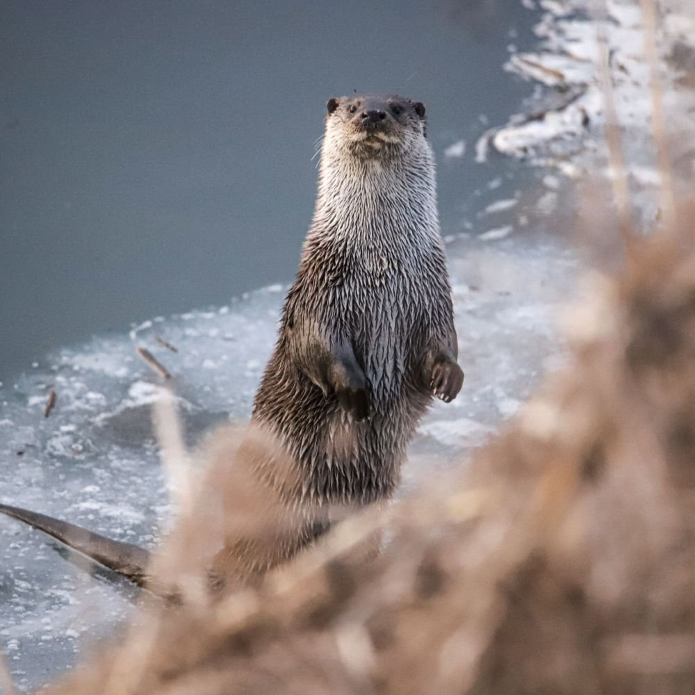 생태동물갤러리