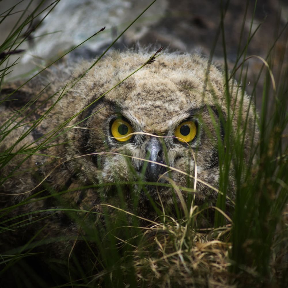 생태동물갤러리