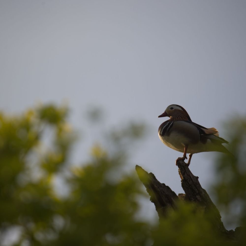 생태동물갤러리