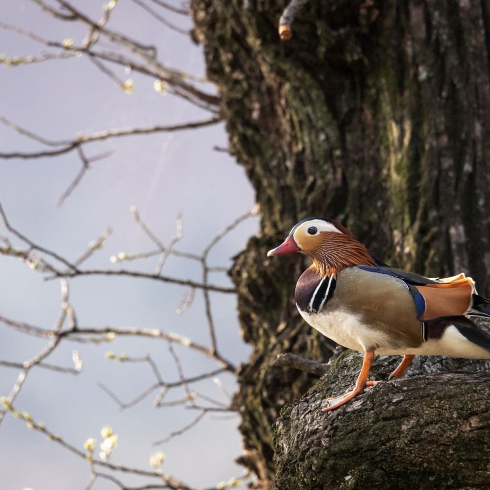 생태동물갤러리