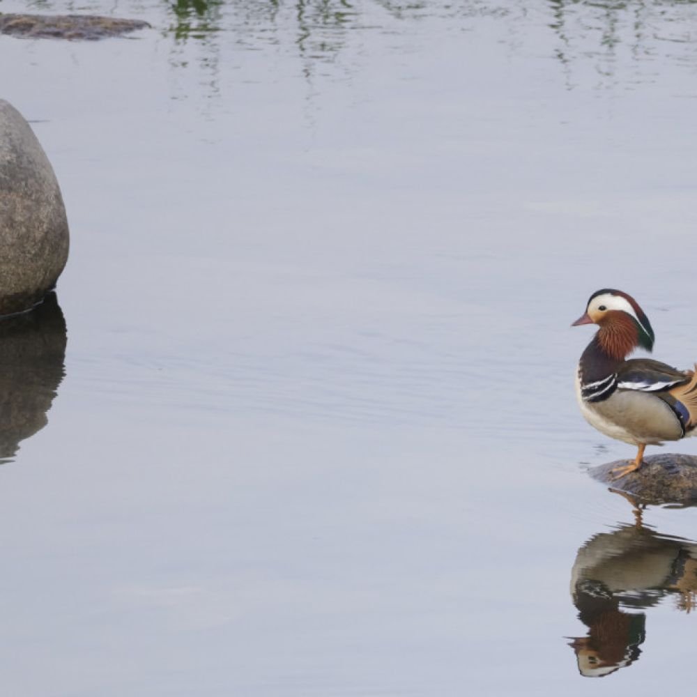 생태동물갤러리