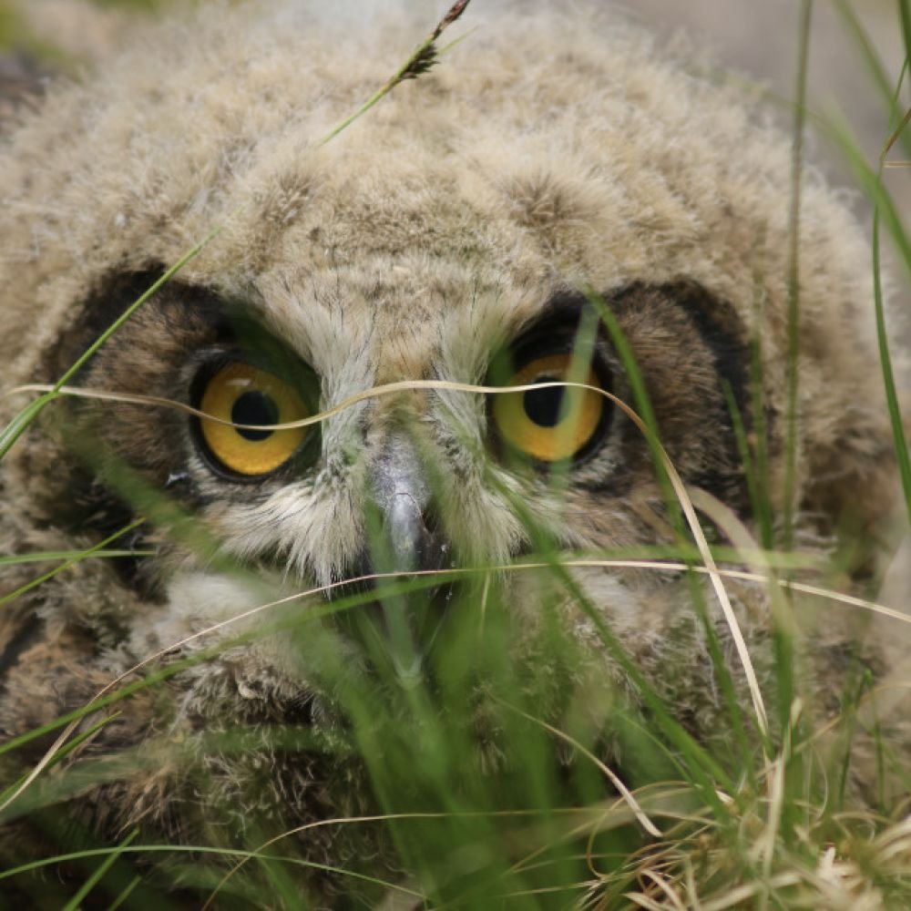 생태동물갤러리