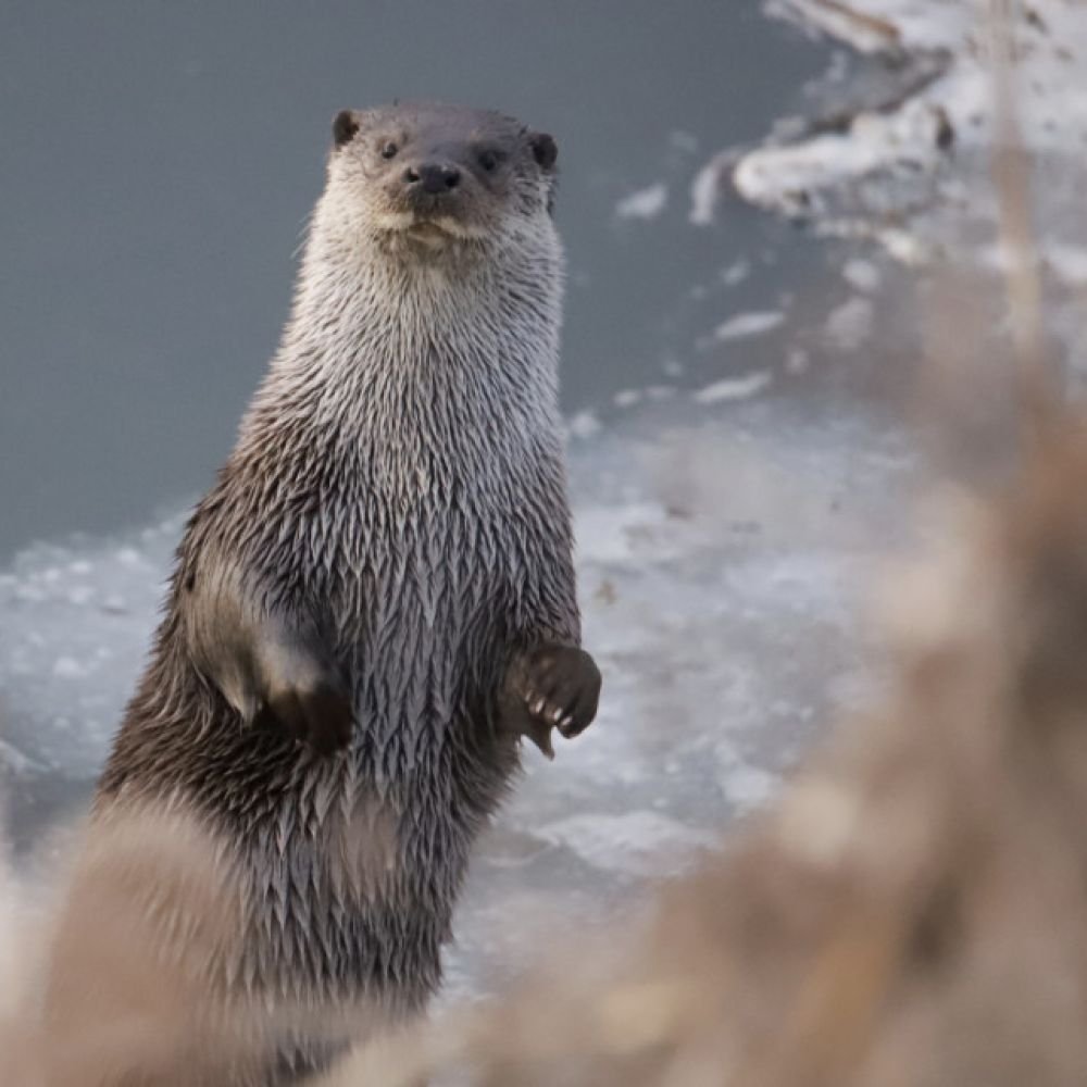 생태동물갤러리